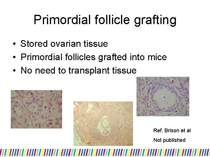 Primordial follicle grafting • Stored ovarian tissue • Primordial follicles grafted into mice •