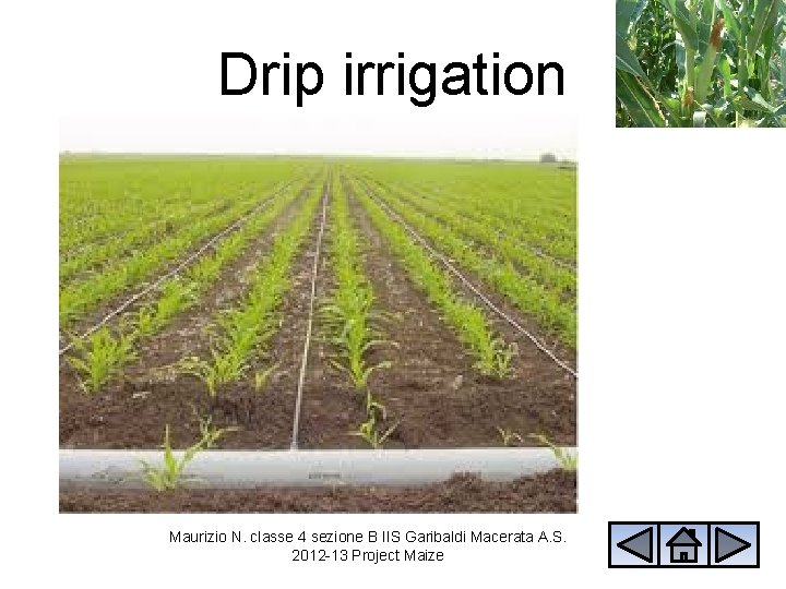 Drip irrigation Maurizio N. classe 4 sezione B IIS Garibaldi Macerata A. S. 2012