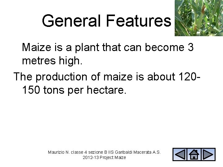 General Features Maize is a plant that can become 3 metres high. The production