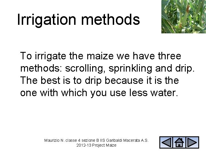 Irrigation methods To irrigate the maize we have three methods: scrolling, sprinkling and drip.
