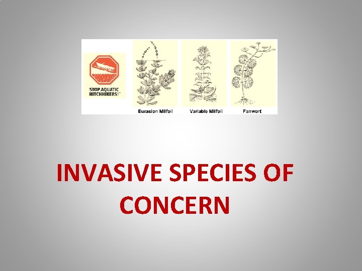 INVASIVE SPECIES OF CONCERN 