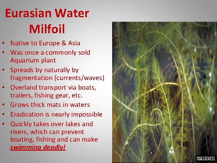 Eurasian Water Milfoil • Native to Europe & Asia • Was once a commonly