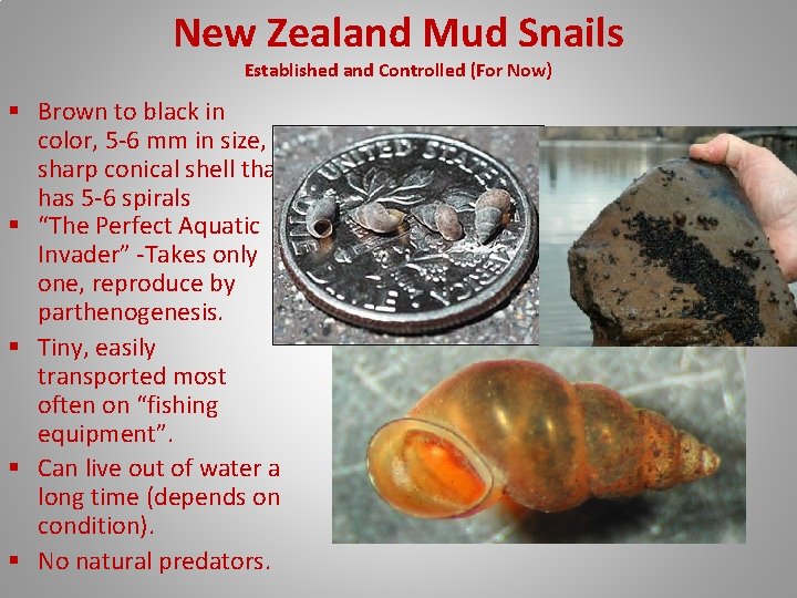 New Zealand Mud Snails Established and Controlled (For Now) § Brown to black in