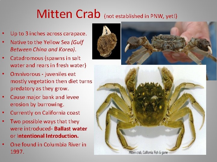 Mitten Crab (not established in PNW, yet!) • Up to 3 inches across carapace.