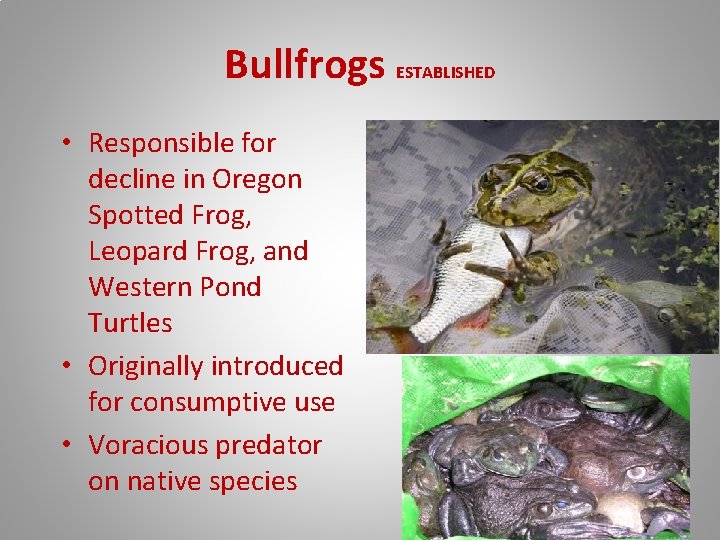 Bullfrogs ESTABLISHED • Responsible for decline in Oregon Spotted Frog, Leopard Frog, and Western