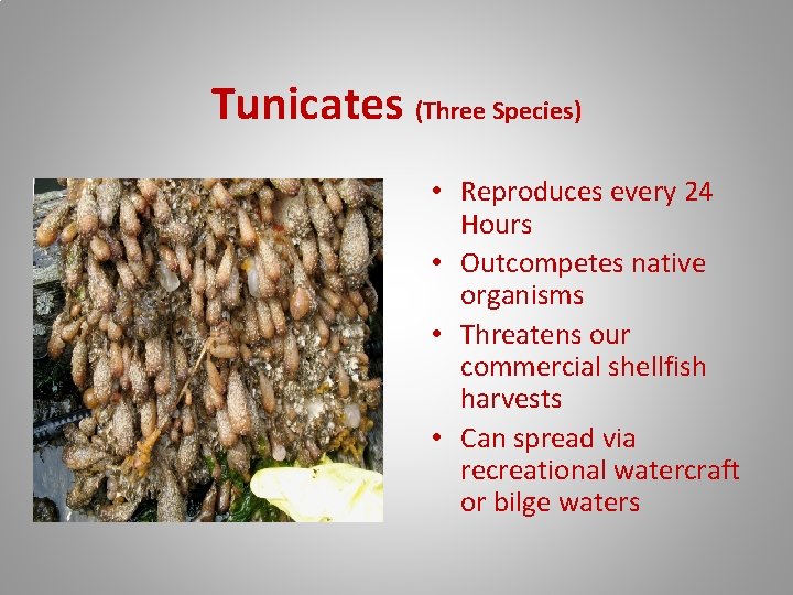 Tunicates (Three Species) • Reproduces every 24 Hours • Outcompetes native organisms • Threatens