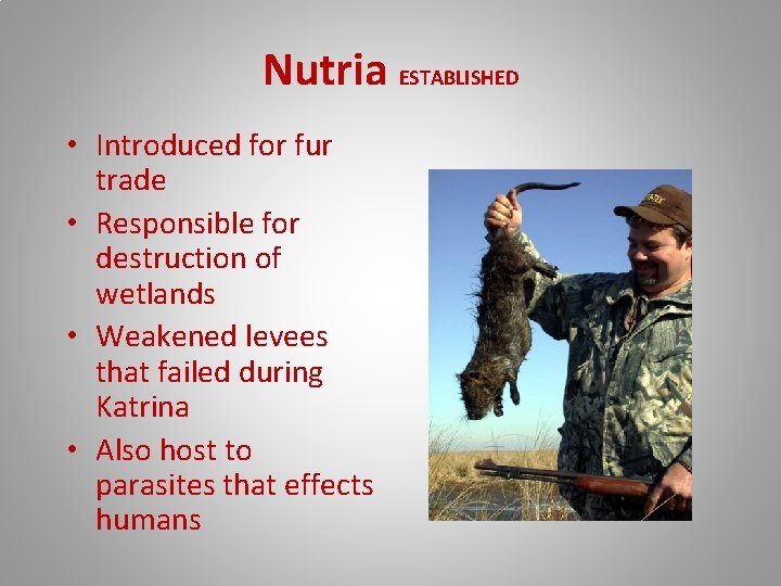 Nutria ESTABLISHED • Introduced for fur trade • Responsible for destruction of wetlands •