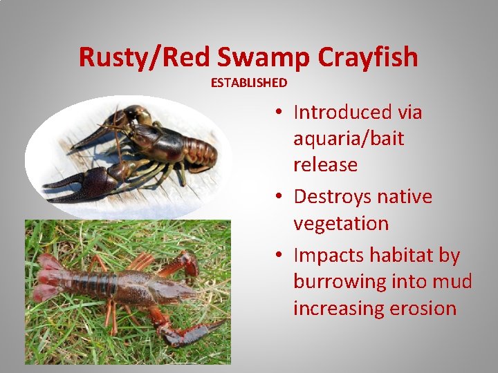 Rusty/Red Swamp Crayfish ESTABLISHED • Introduced via aquaria/bait release • Destroys native vegetation •