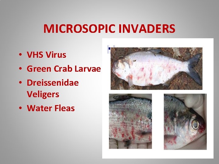 MICROSOPIC INVADERS • VHS Virus • Green Crab Larvae • Dreissenidae Veligers • Water