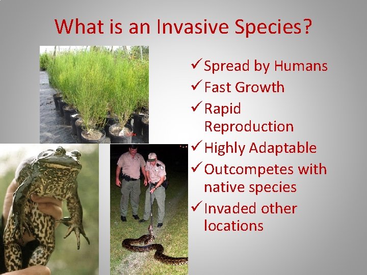 What is an Invasive Species? ü Spread by Humans ü Fast Growth ü Rapid