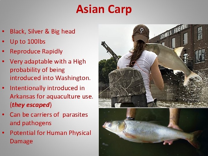 Asian Carp Black, Silver & Big head Up to 100 lbs Reproduce Rapidly Very