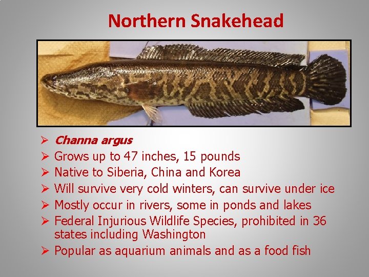 Northern Snakehead Ø Channa argus Grows up to 47 inches, 15 pounds Native to