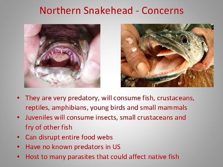 Northern Snakehead - Concerns • They are very predatory, will consume fish, crustaceans, reptiles,
