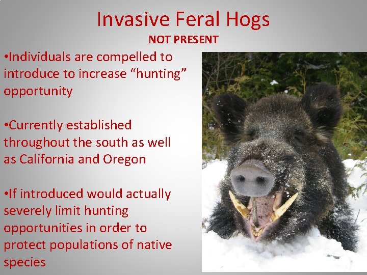 Invasive Feral Hogs NOT PRESENT • Individuals are compelled to introduce to increase “hunting”