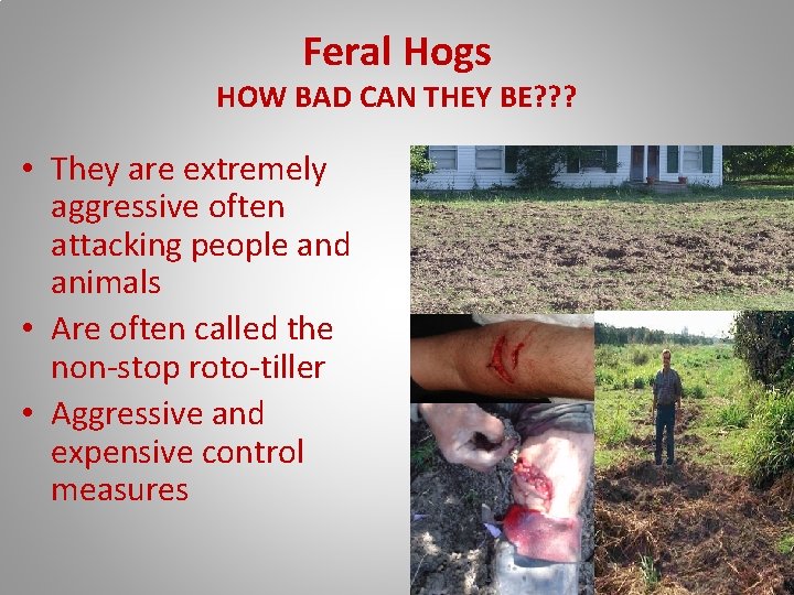 Feral Hogs HOW BAD CAN THEY BE? ? ? • They are extremely aggressive