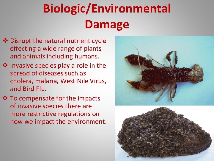 Biologic/Environmental Damage v Disrupt the natural nutrient cycle effecting a wide range of plants
