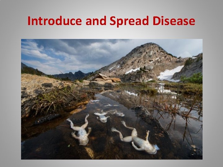 Introduce and Spread Disease 