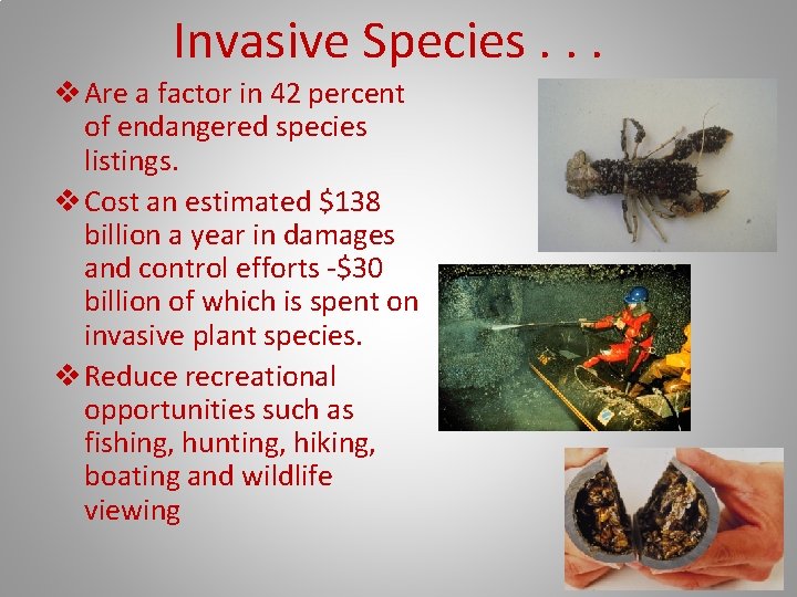 Invasive Species. . . v Are a factor in 42 percent of endangered species