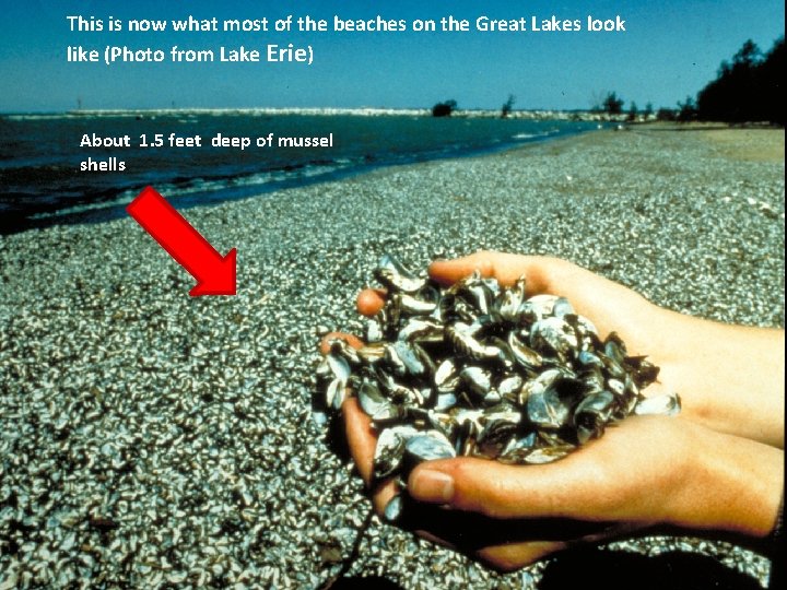 This is now what most of the beaches on the Great Lakes look like