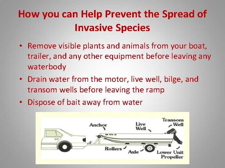 How you can Help Prevent the Spread of Invasive Species • Remove visible plants