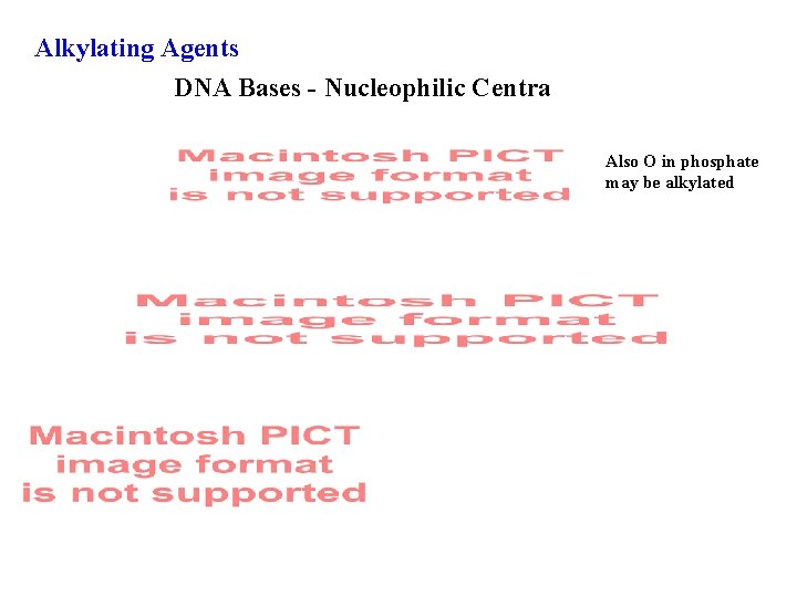Alkylating Agents DNA Bases - Nucleophilic Centra Also O in phosphate may be alkylated