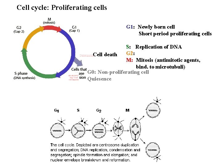 Cell cycle: Proliferating cells G 1: Newly born cell Short period proliferating cells S: