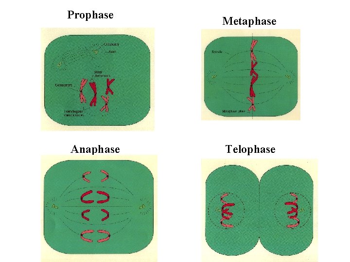 Prophase Anaphase Metaphase Telophase 