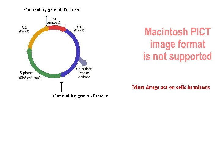 Control by growth factors Most drugs act on cells in mitosis Control by growth