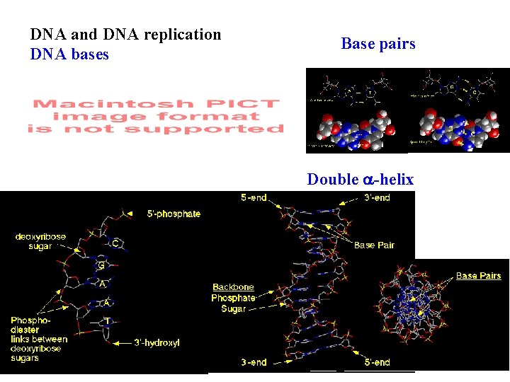 DNA and DNA replication DNA bases Base pairs Double a-helix 