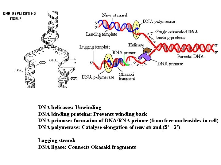 DNA helicases: Unwinding DNA binding proteins: Prevents winding back DNA primase: formation of DNA/RNA