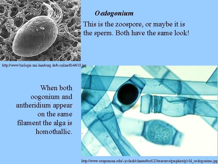 Oedogonium This is the zoospore, or maybe it is the sperm. Both have the