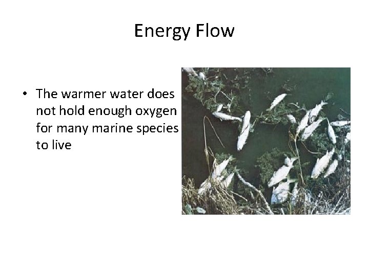 Energy Flow • The warmer water does not hold enough oxygen for many marine Energy Flow • The warmer water does not hold enough oxygen for many marine