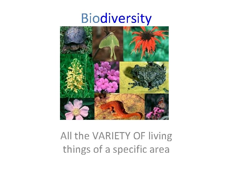 Biodiversity All the VARIETY OF living things of a specific area Biodiversity All the VARIETY OF living things of a specific area