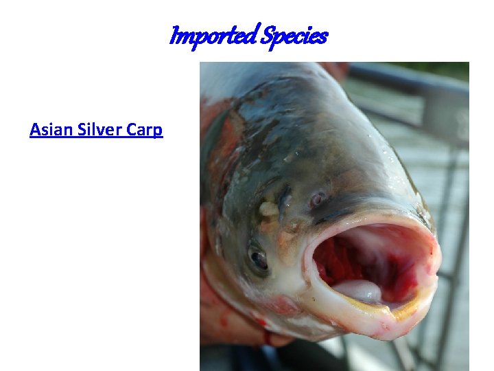 Imported Species Asian Silver Carp Imported Species Asian Silver Carp