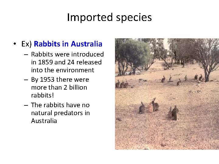Imported species • Ex) Rabbits in Australia – Rabbits were introduced in 1859 and Imported species • Ex) Rabbits in Australia – Rabbits were introduced in 1859 and