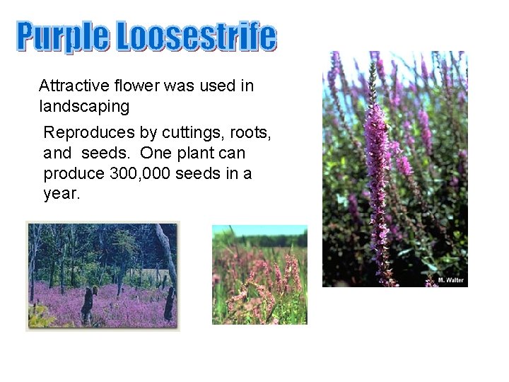 Attractive flower was used in landscaping Reproduces by cuttings, roots, and seeds. One plant Attractive flower was used in landscaping Reproduces by cuttings, roots, and seeds. One plant