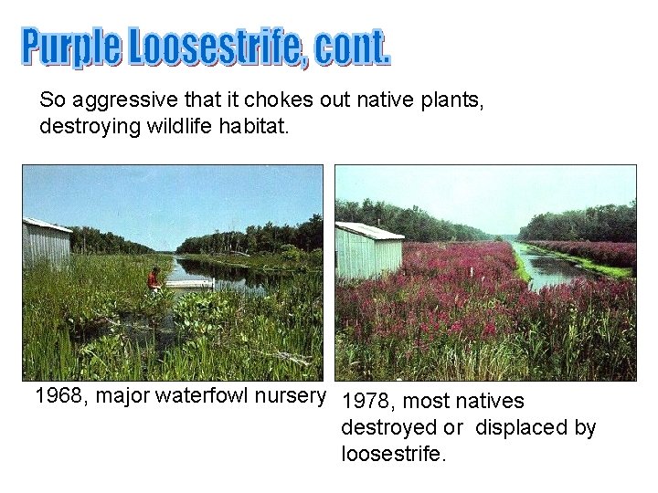 So aggressive that it chokes out native plants, destroying wildlife habitat. 1968, major waterfowl So aggressive that it chokes out native plants, destroying wildlife habitat. 1968, major waterfowl
