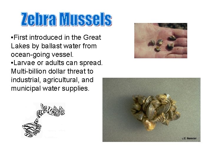 • First introduced in the Great Lakes by ballast water from ocean-going vessel. • First introduced in the Great Lakes by ballast water from ocean-going vessel.