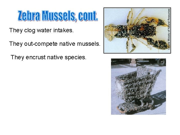 They clog water intakes. They out-compete native mussels. They encrust native species. They clog water intakes. They out-compete native mussels. They encrust native species.