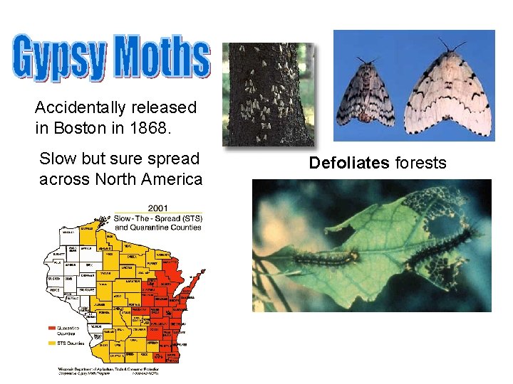 Accidentally released in Boston in 1868. Slow but sure spread across North America Defoliates Accidentally released in Boston in 1868. Slow but sure spread across North America Defoliates