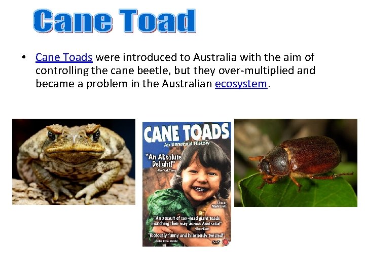 • Cane Toads were introduced to Australia with the aim of controlling the • Cane Toads were introduced to Australia with the aim of controlling the