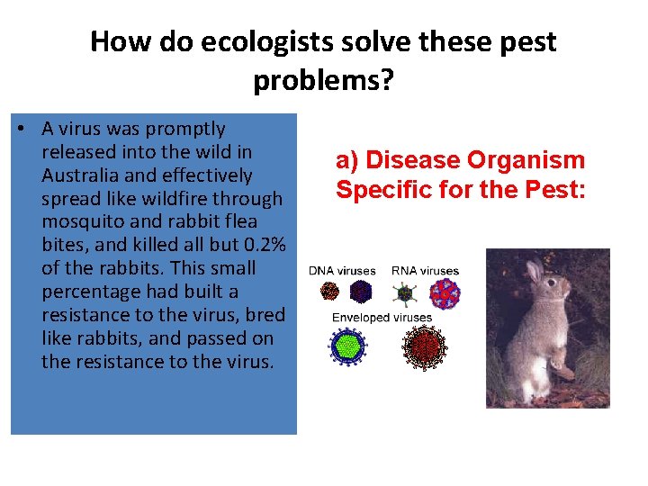 How do ecologists solve these pest problems? • A virus was promptly released into How do ecologists solve these pest problems? • A virus was promptly released into