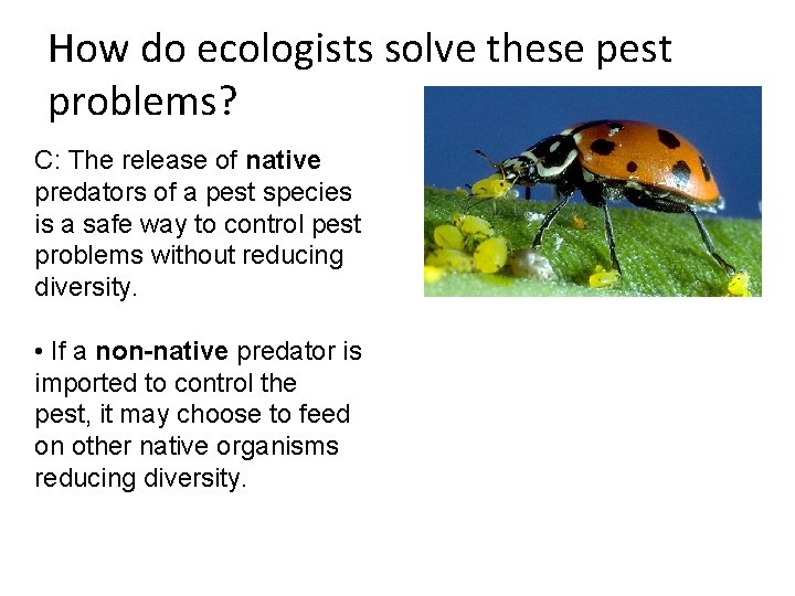 How do ecologists solve these pest problems? C: The release of native predators of How do ecologists solve these pest problems? C: The release of native predators of