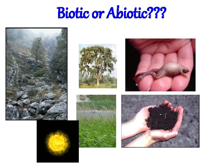 Biotic or Abiotic? ? ? Biotic or Abiotic? ? ?