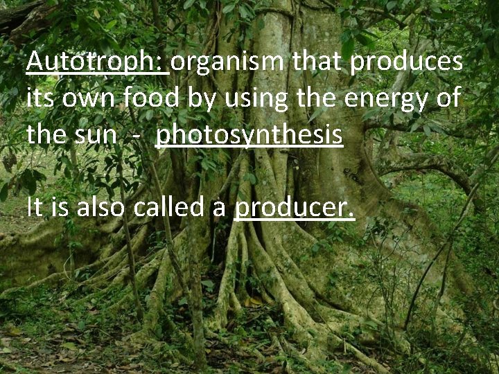 Autotroph: organism that produces its own food by using the energy of the sun Autotroph: organism that produces its own food by using the energy of the sun