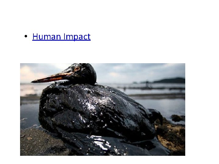 • Human Impact • Human Impact