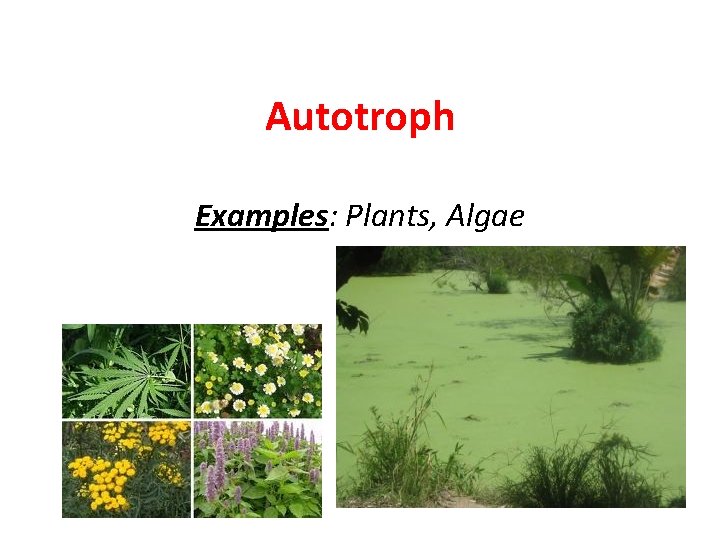 Autotroph Examples: Plants, Algae Autotroph Examples: Plants, Algae
