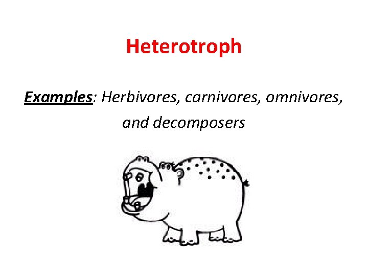 Heterotroph Examples: Herbivores, carnivores, omnivores, and decomposers Heterotroph Examples: Herbivores, carnivores, omnivores, and decomposers
