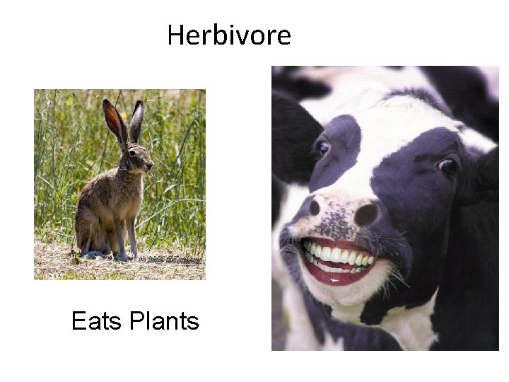 Herbivore Eats Plants Herbivore Eats Plants