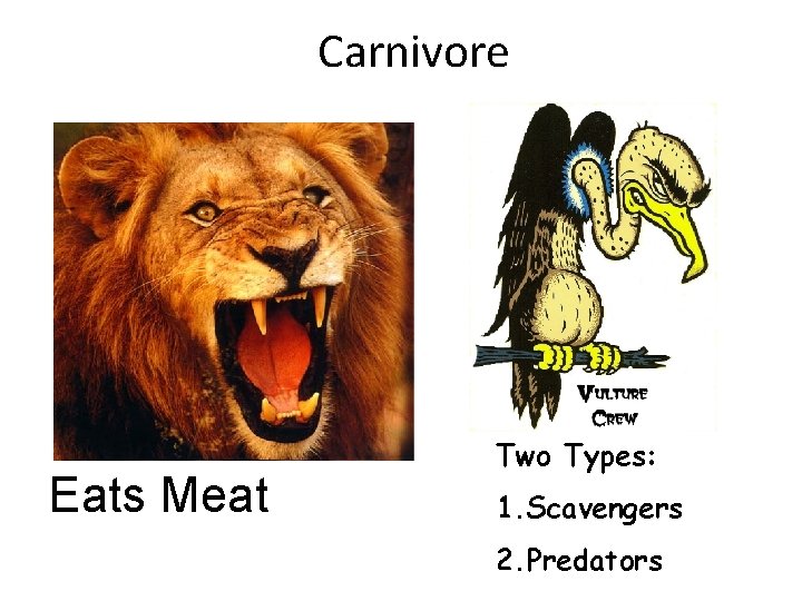Carnivore Eats Meat Two Types: 1. Scavengers 2. Predators Carnivore Eats Meat Two Types: 1. Scavengers 2. Predators